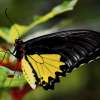 butterfly.p